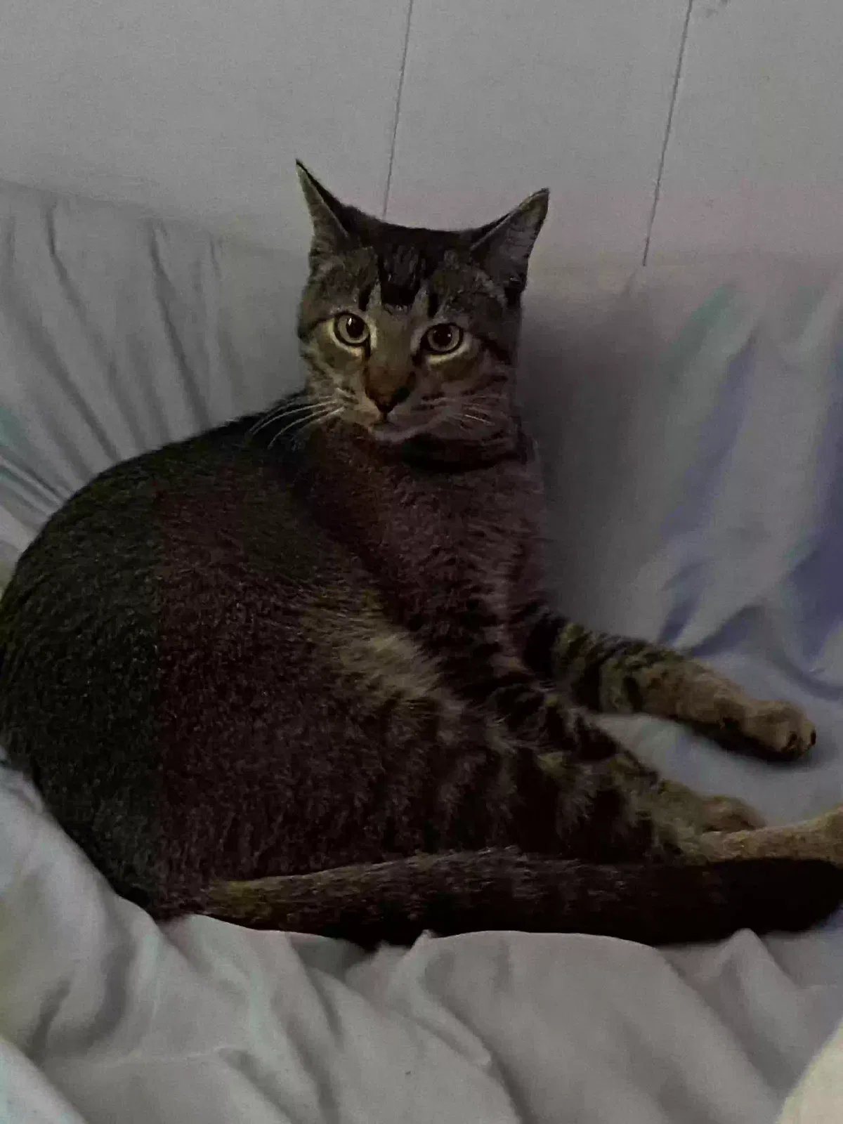 Lost cat in Orlando, FL, 32822