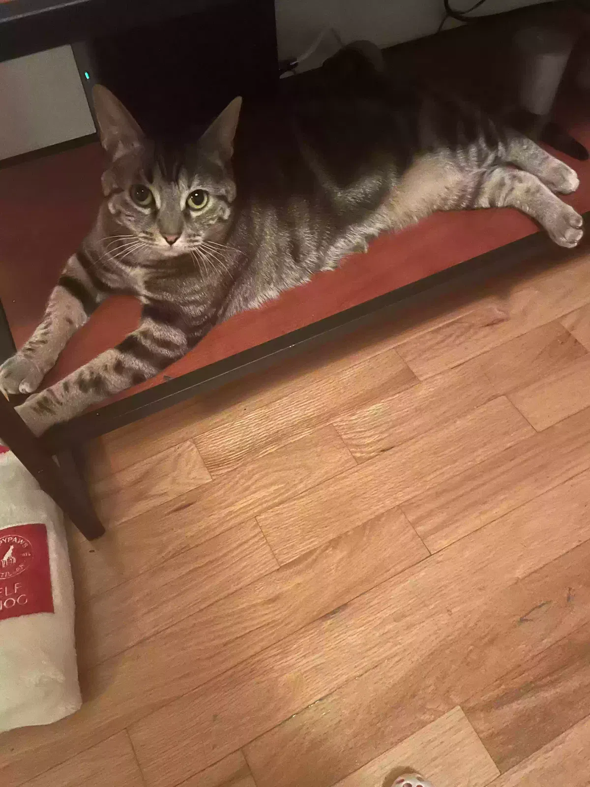 Lost cat in Astoria, NY, 11105