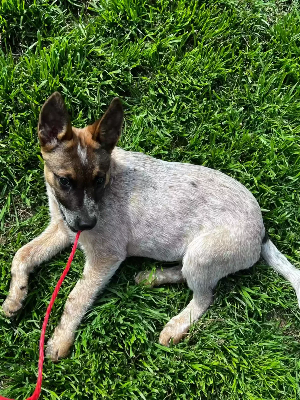 Found dog in Arlington, TX, 76006