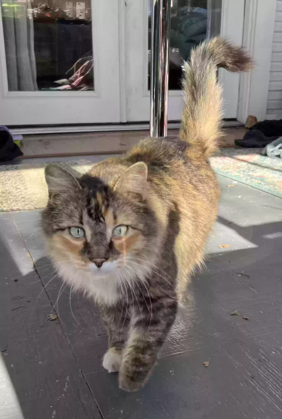 Lost cat in Austin, TX, 78745