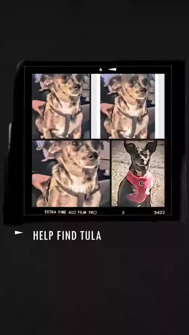 Lost dog in Colorado Springs, CO, 80907