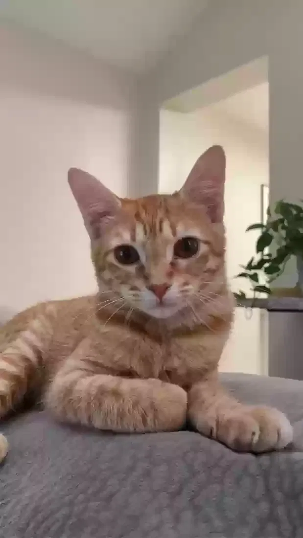 Lost cat in Houston, TX, 77074