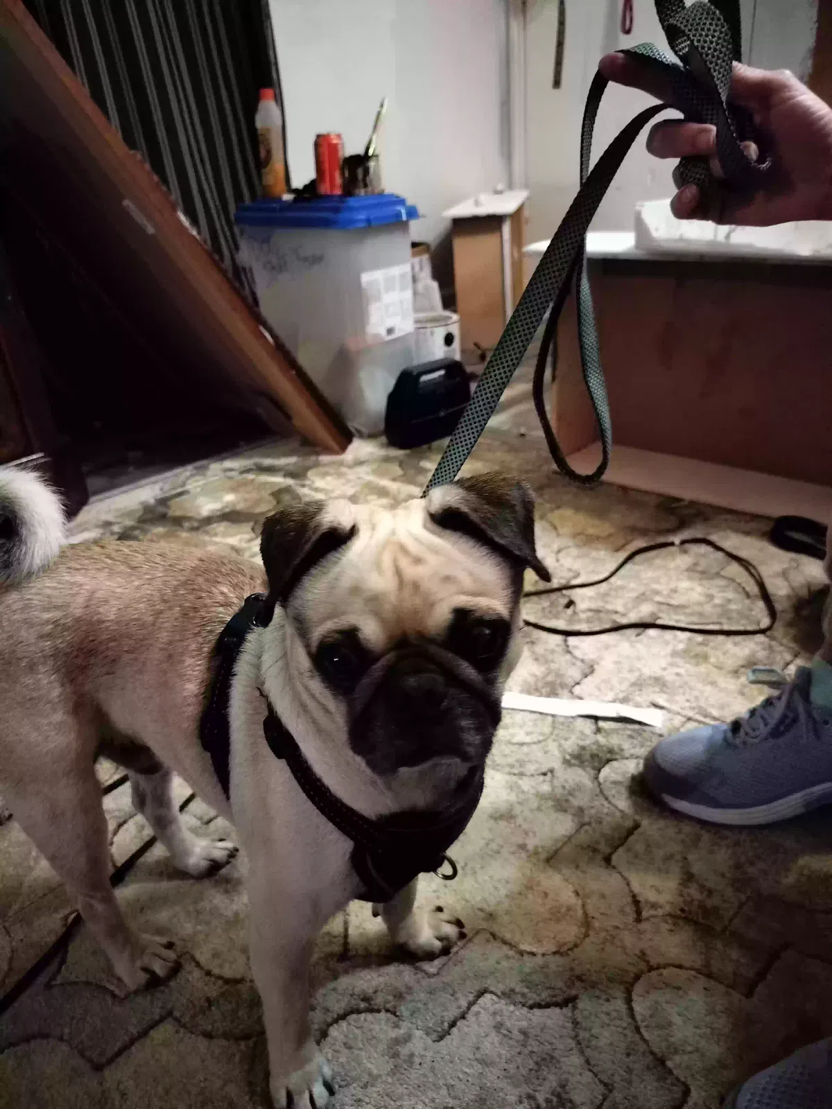 Found dog in Corpus Christi, TX, 78404
