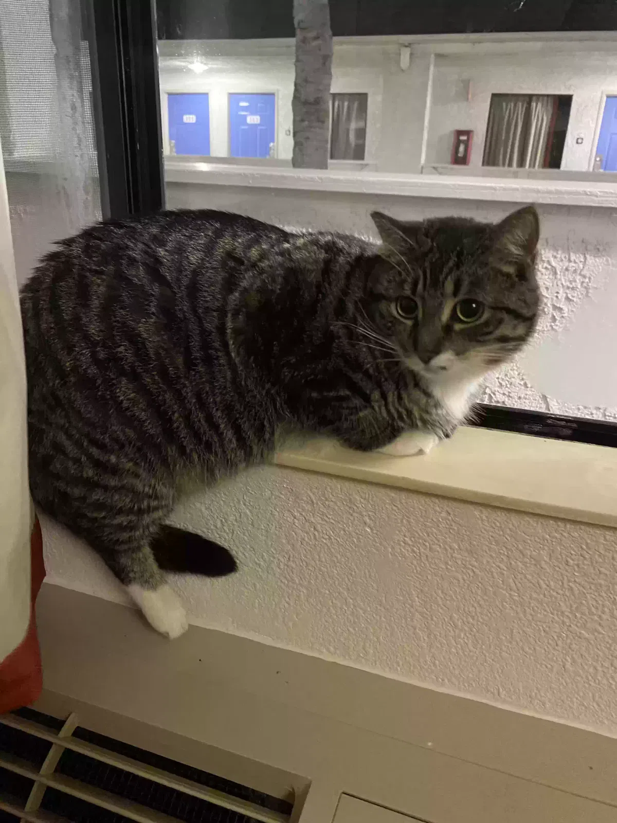 Lost cat in El Cajon, CA, 92021