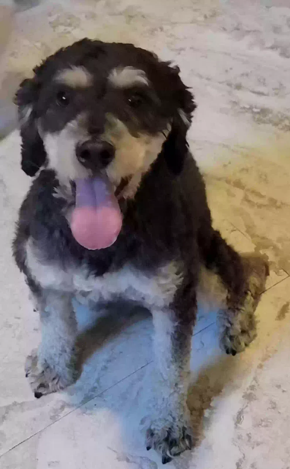 Lost dog in Detroit, MI, 48219