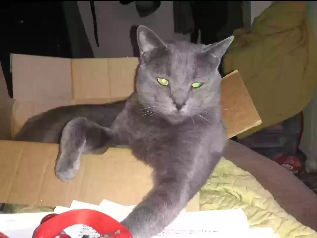Lost cat in Turlock, CA, 95380