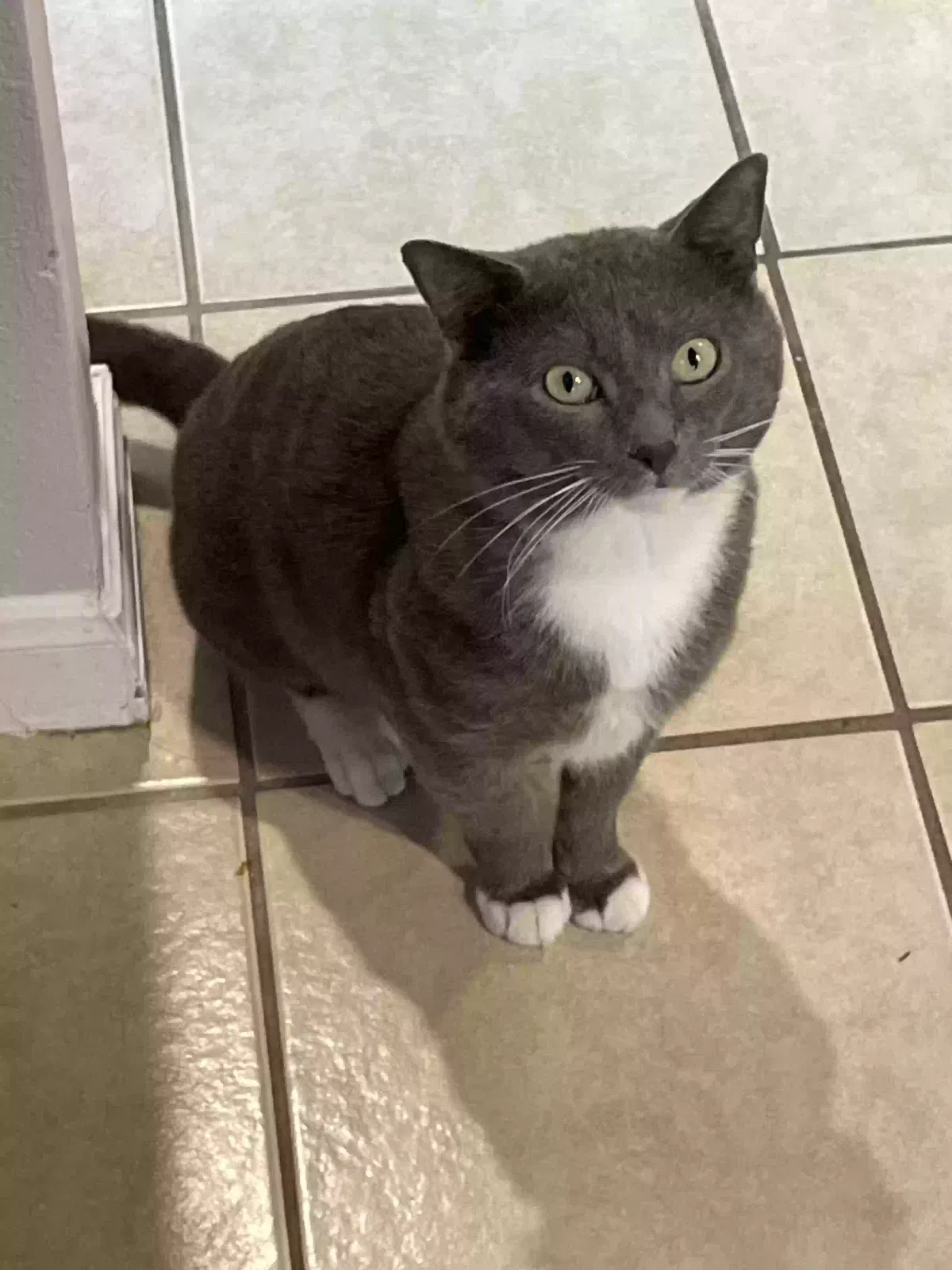 Lost cat in Willis, TX, 77378