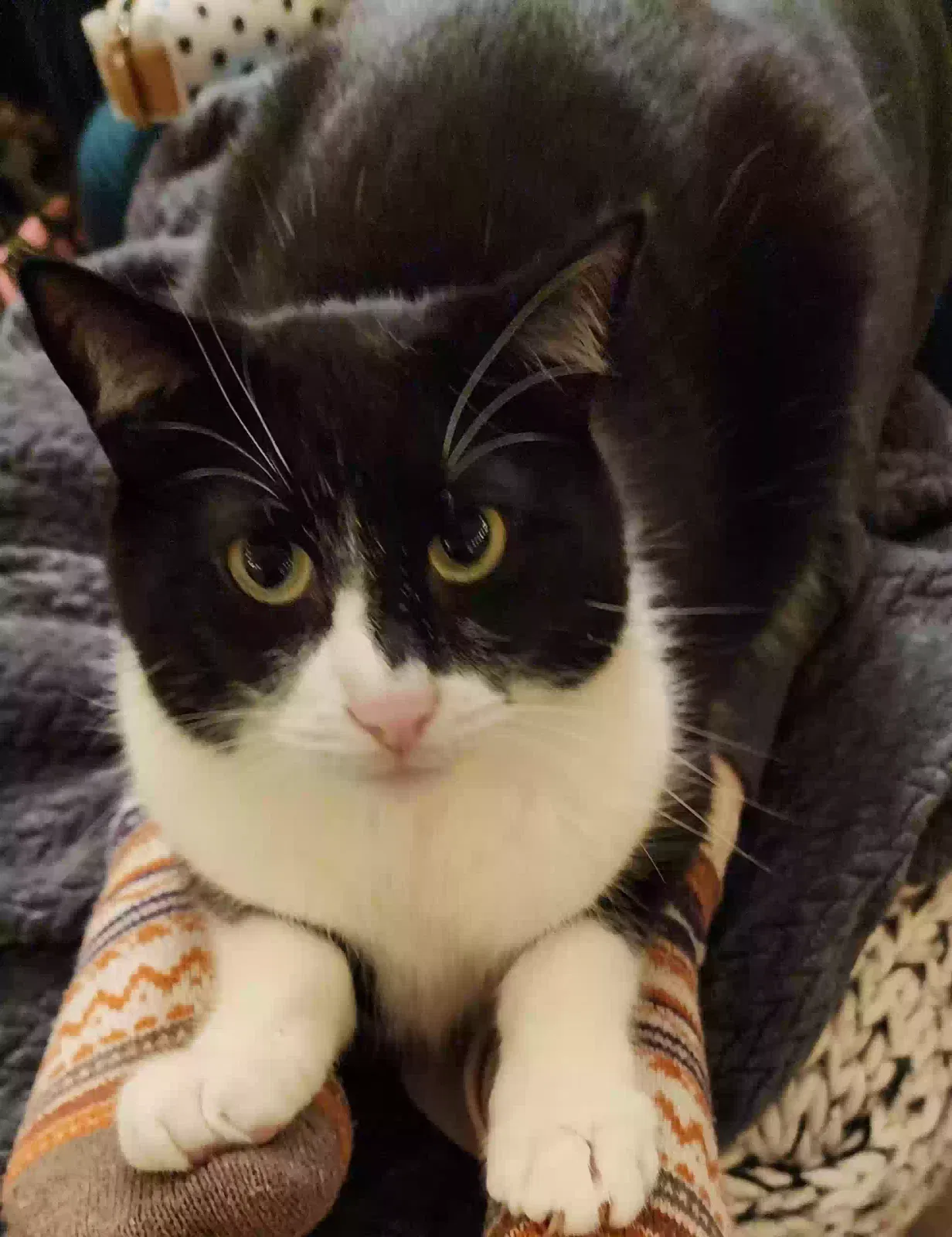 Lost cat in North Canton, OH, 44720