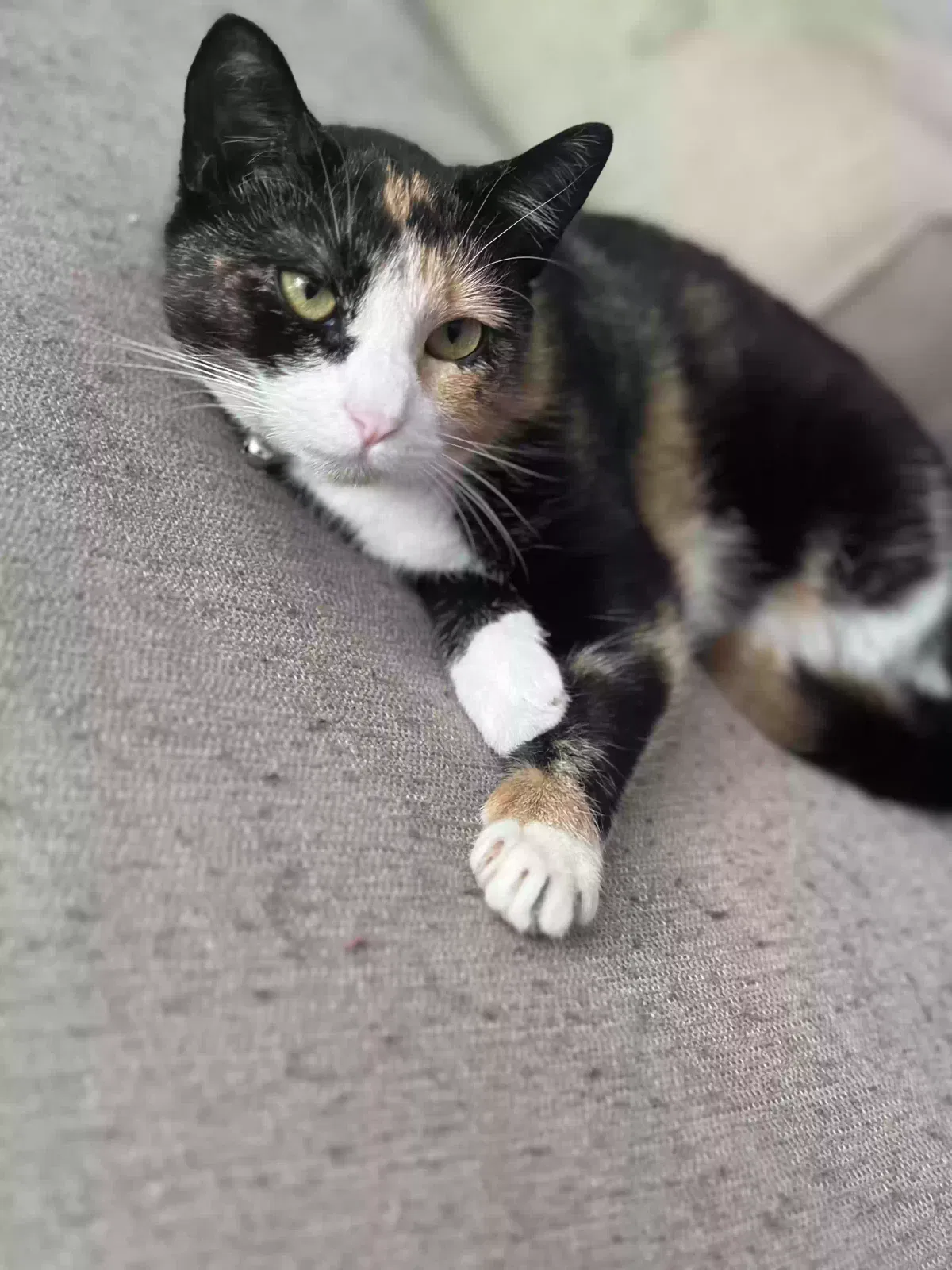 Lost cat in Charlotte, NC, 28269