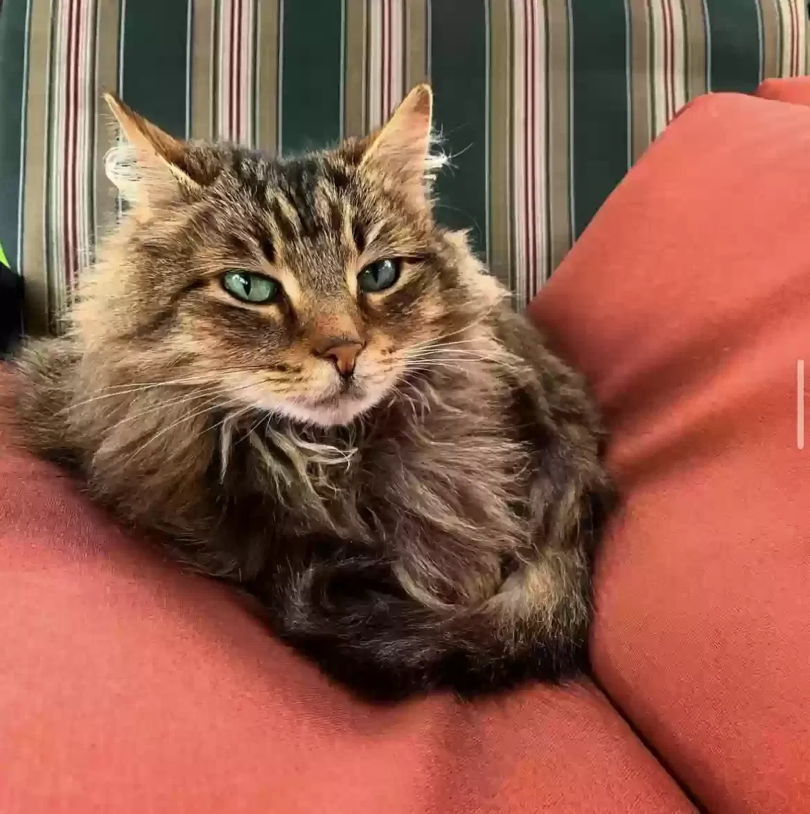 Lost cat in Portland, OR, 97219
