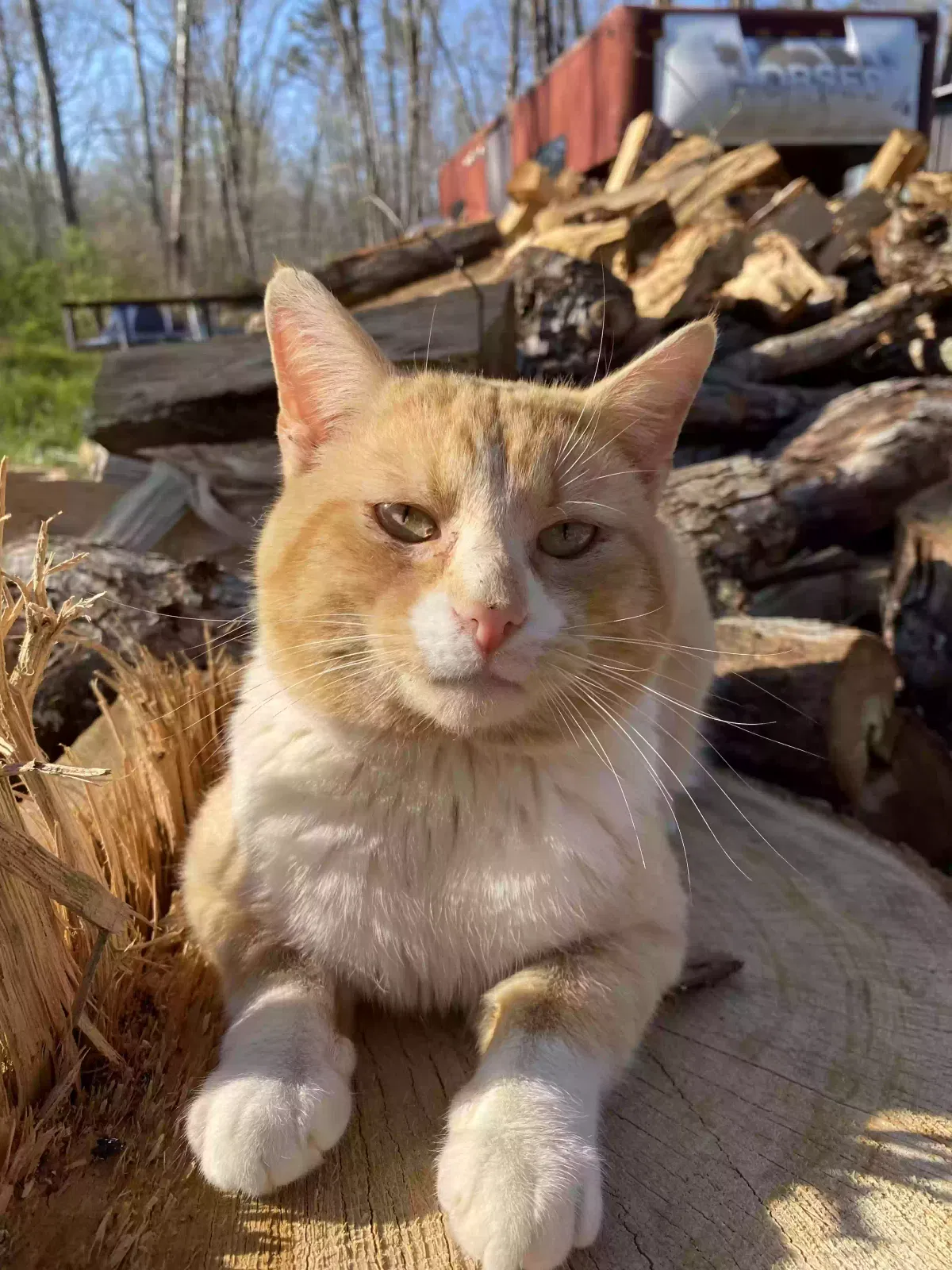 Lost cat in Clay City, KY, 40312