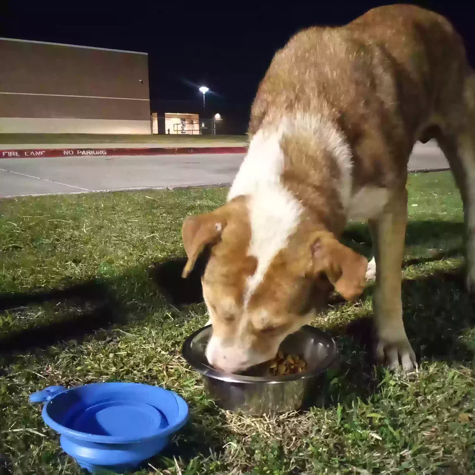 Found dog in Porter, TX, 77365