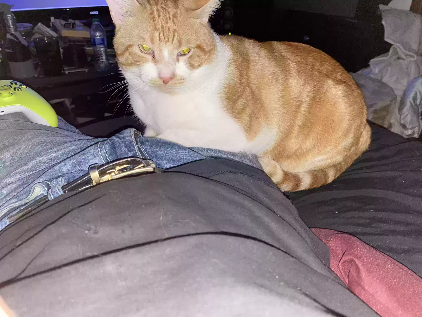 Lost cat in Fort Worth, TX, 76118