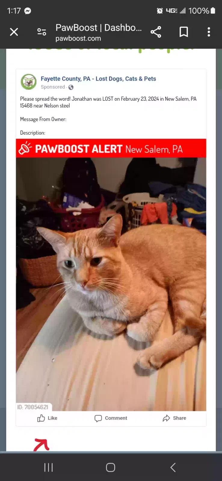 Lost cat in New Salem, PA, 15468