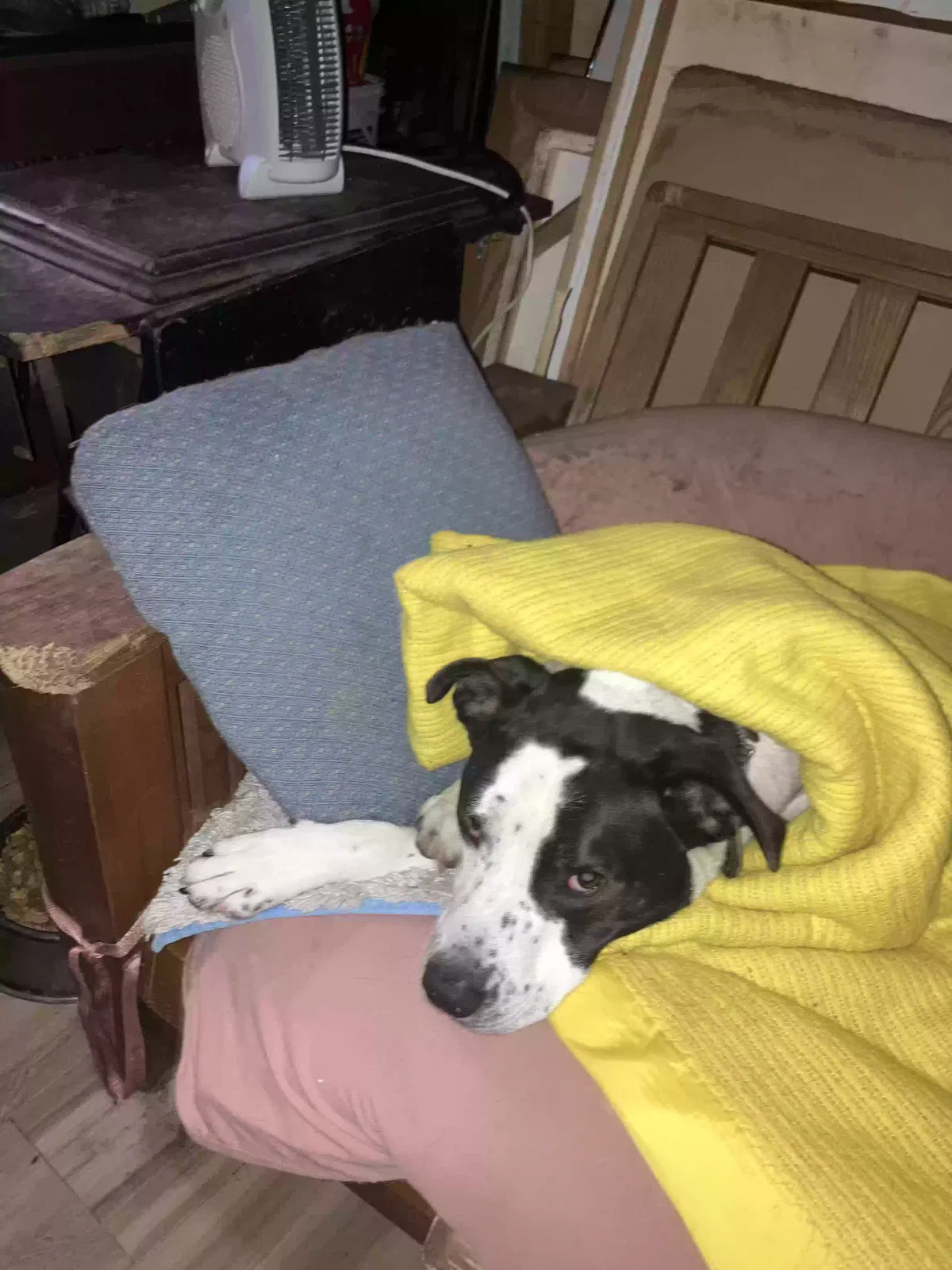 Lost dog in Houston, TX, 77054