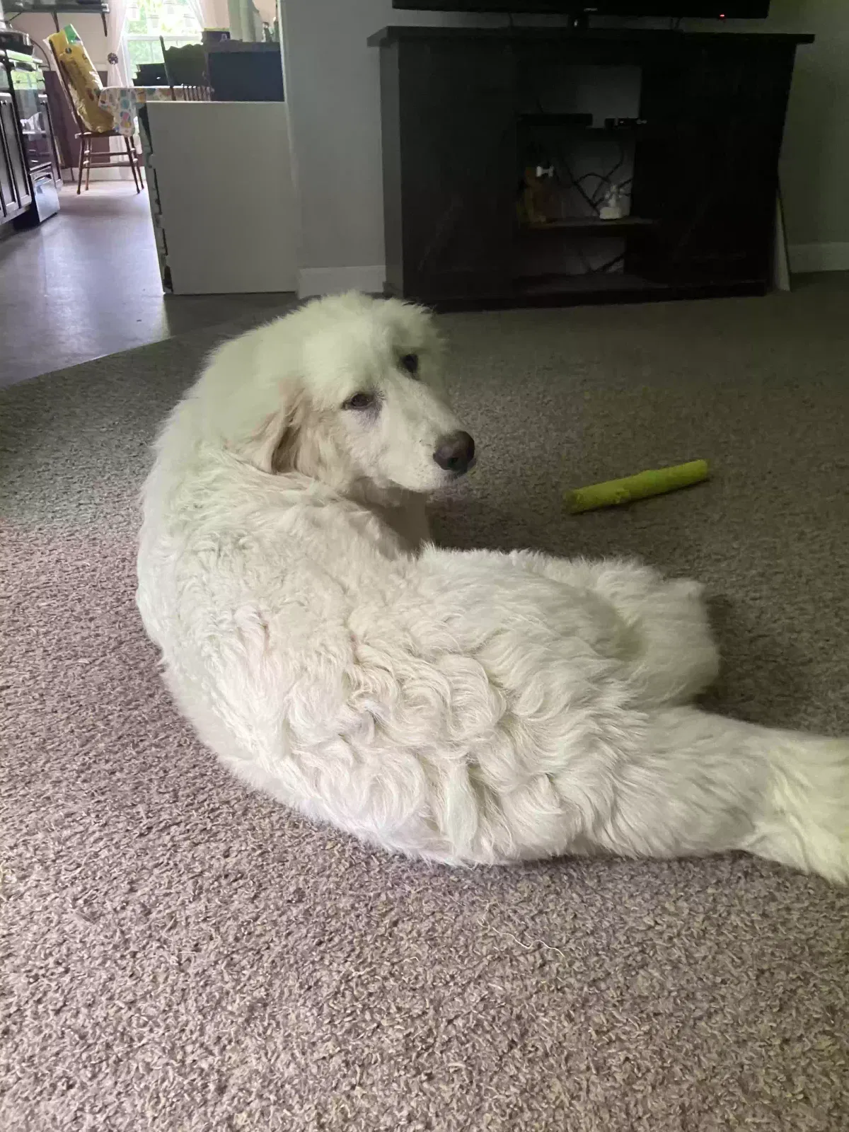 Lost dog in Indian Mound, TN, 37079