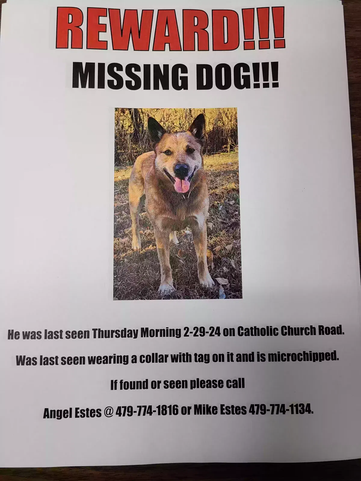Lost dog in Hartman, AR, 72840