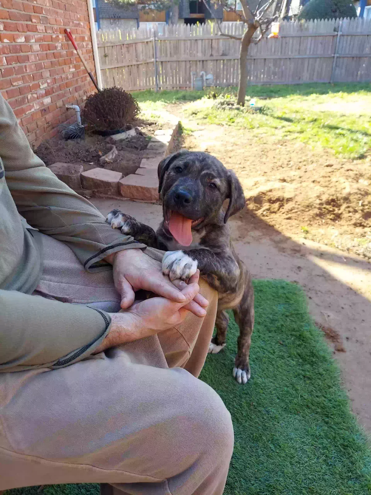 Found dog in Oklahoma City, OK, 73122