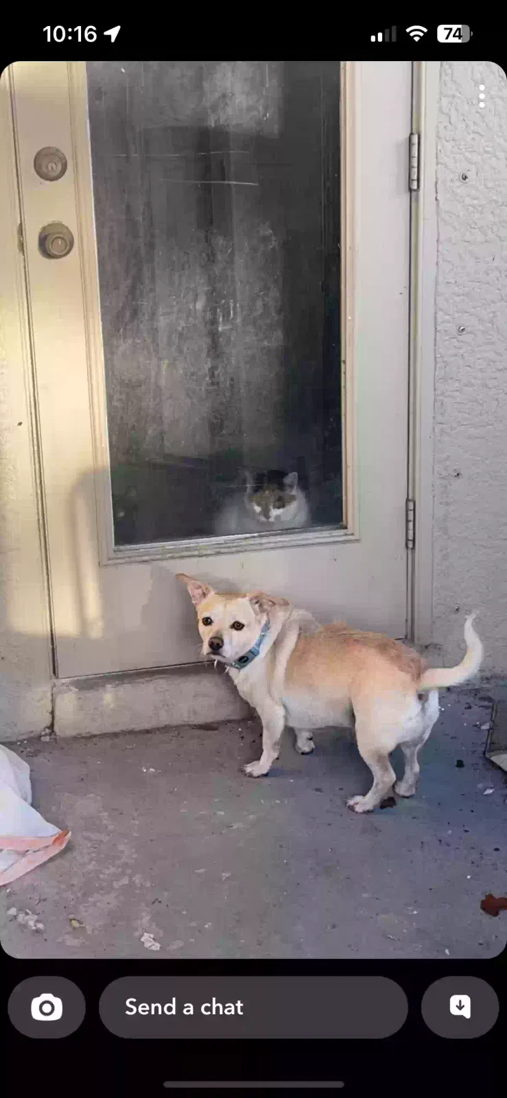 Lost dog in North Port, FL, 34288