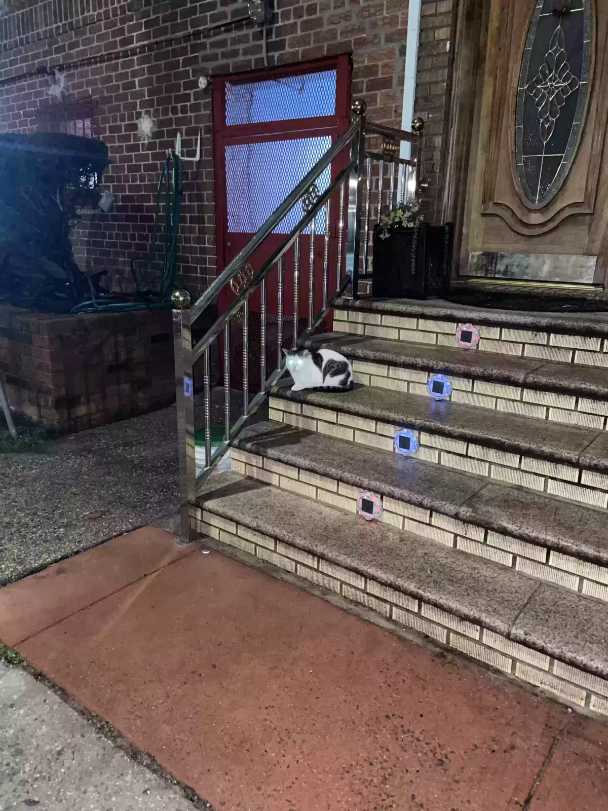 Found cat in Jamaica, NY, 11432