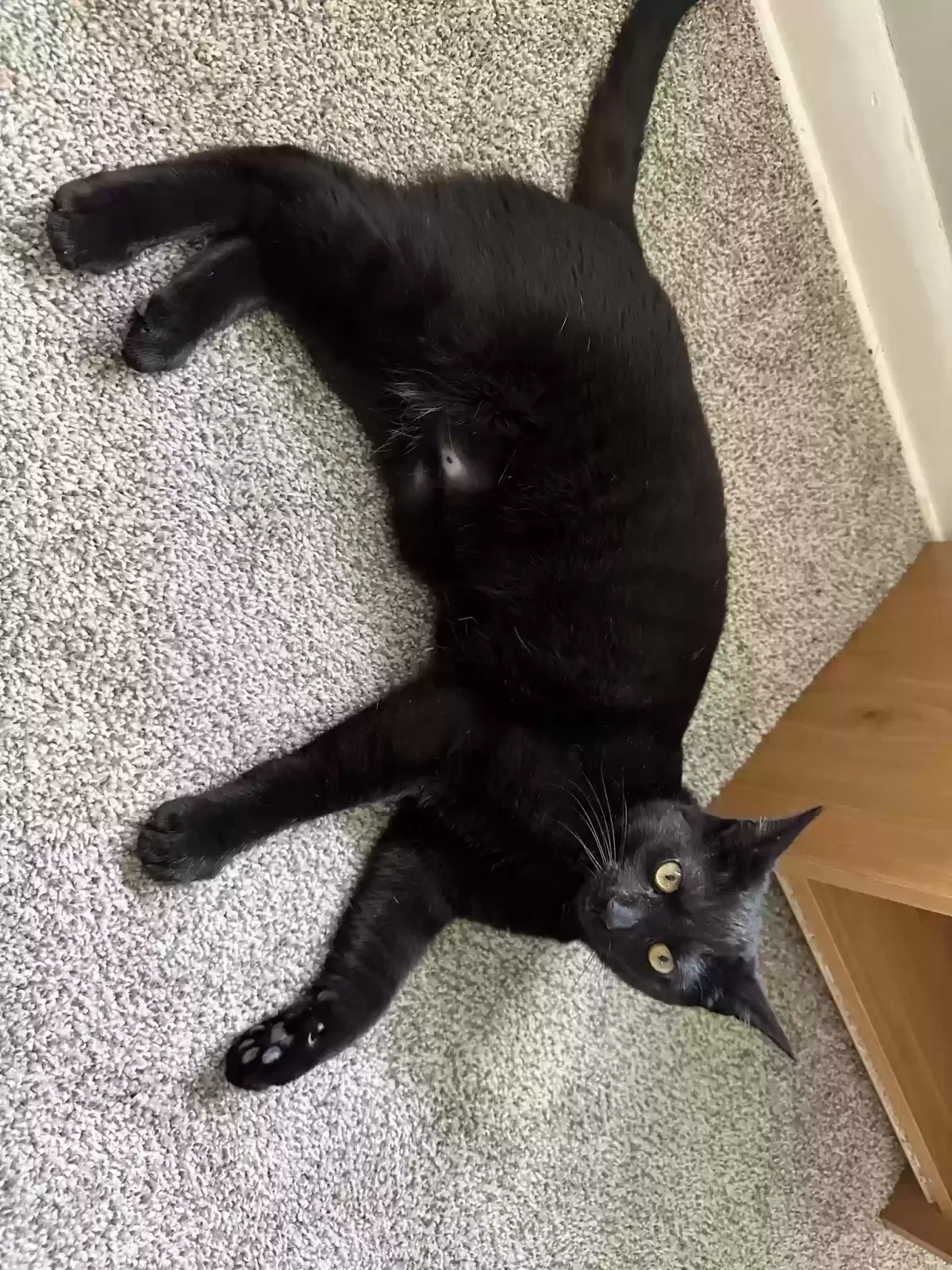 Lost cat in North Canton, OH, 44720