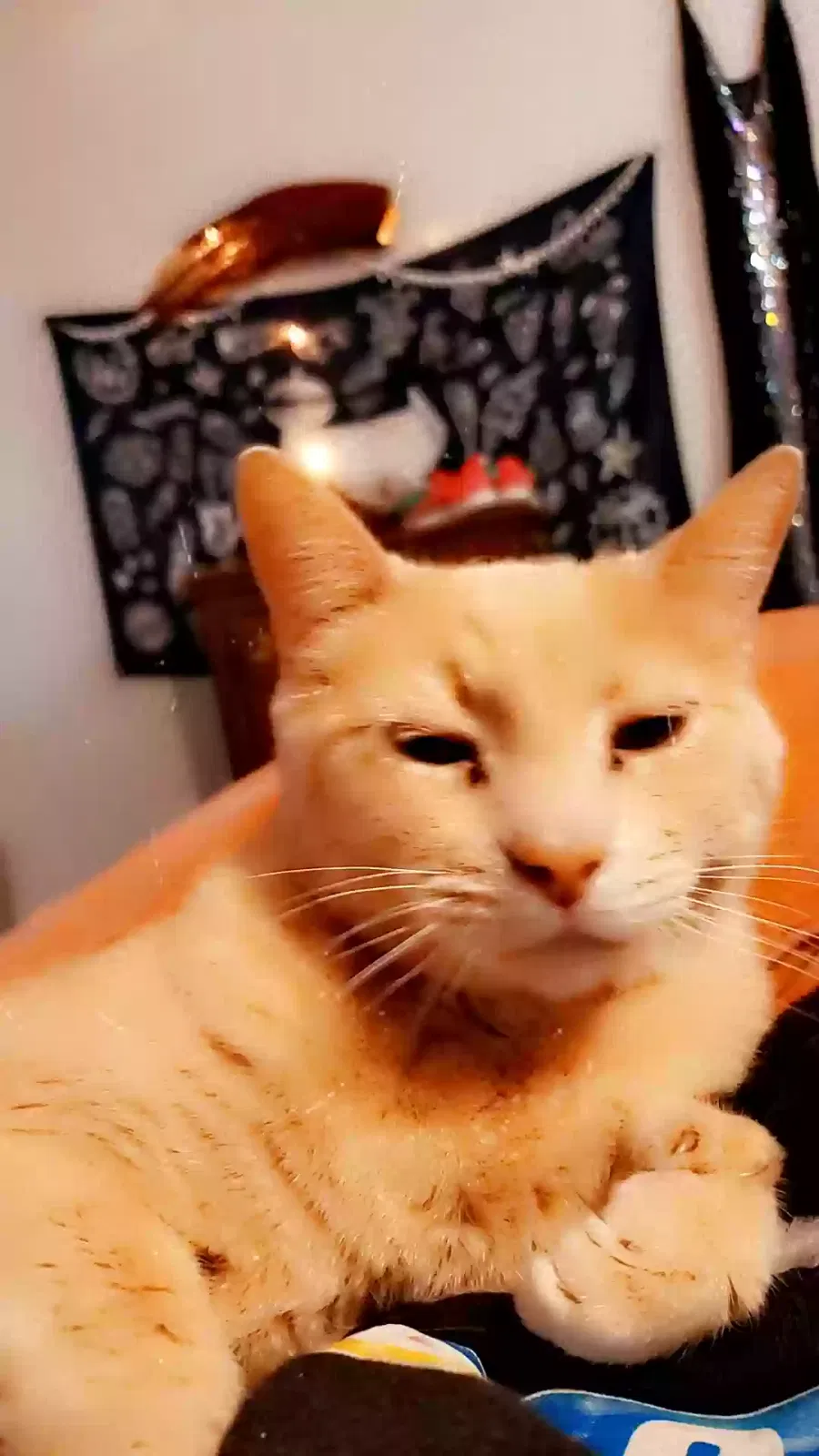 Lost cat in Mesa, AZ, 85201