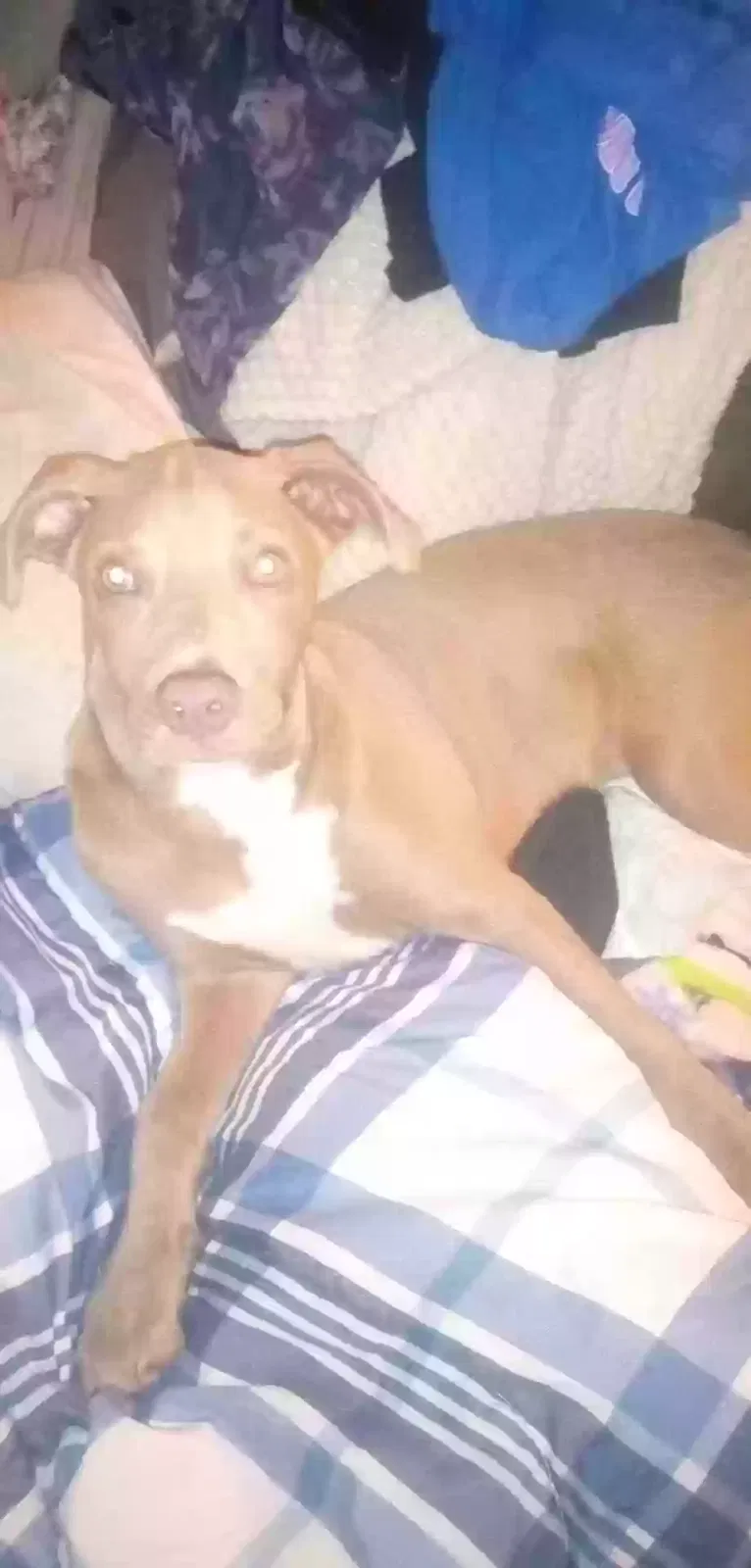 Lost dog in Sulphur, LA, 70663