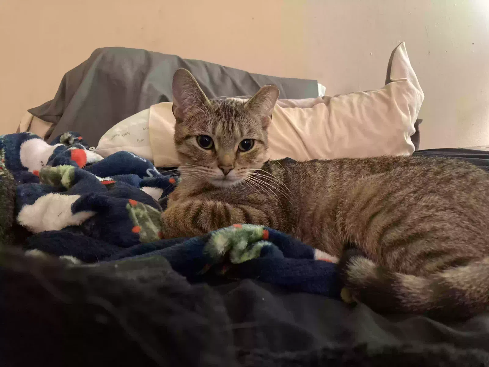 Lost cat in Camby, IN, 46113