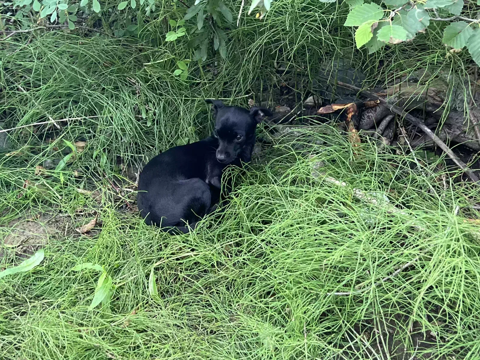 Lost dog in Rio Rancho, NM, 87144