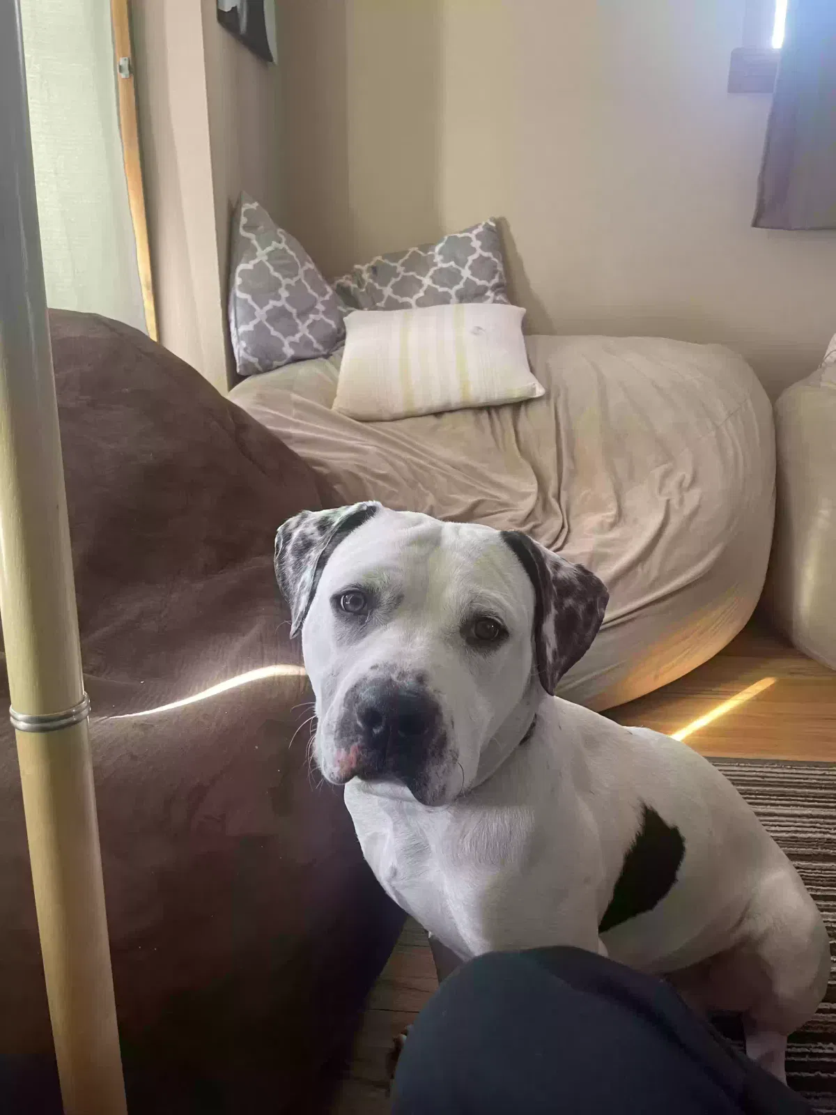 Found dog in Denver, CO, 80204