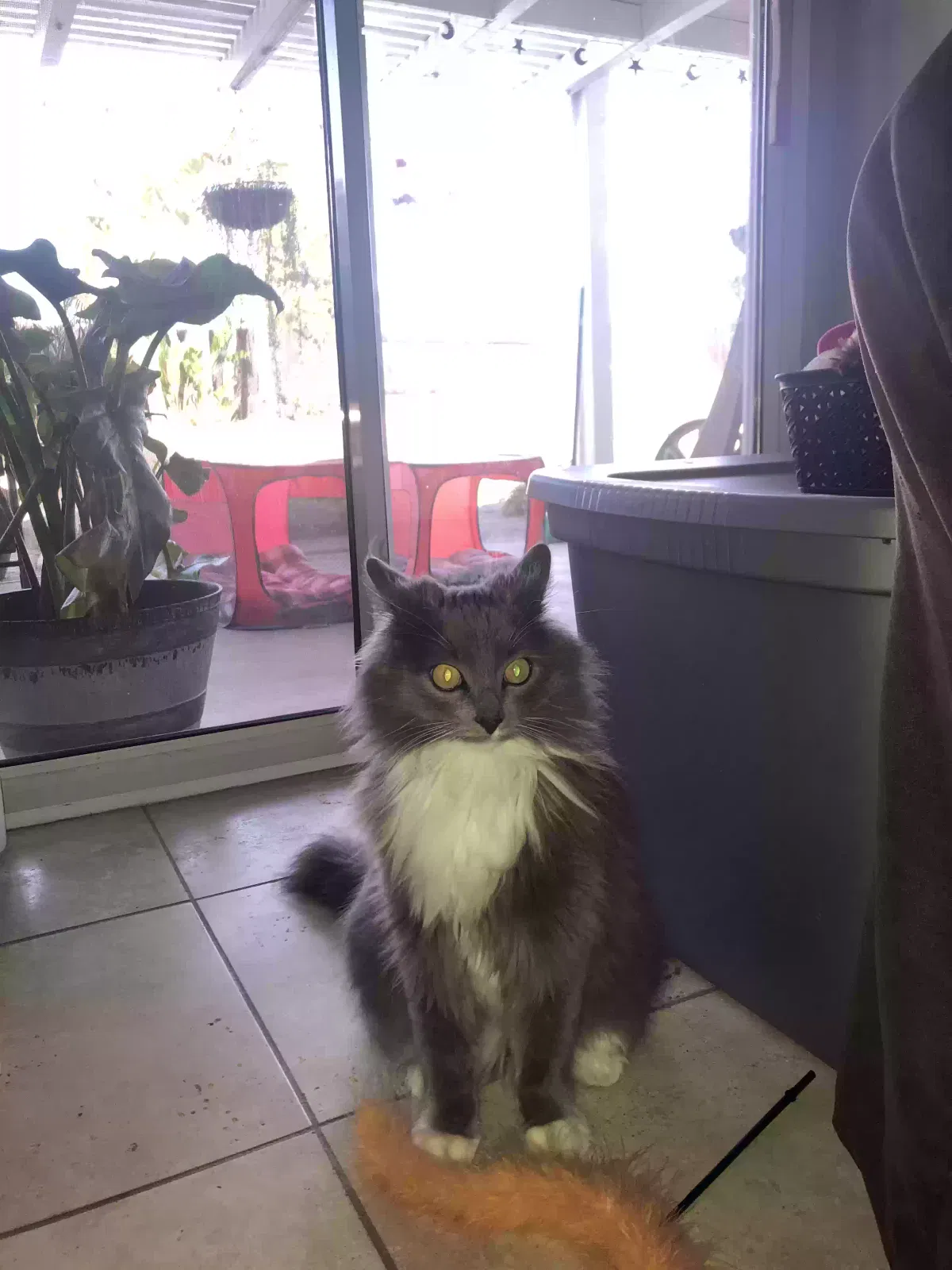 Lost cat in Sun City, CA, 92585