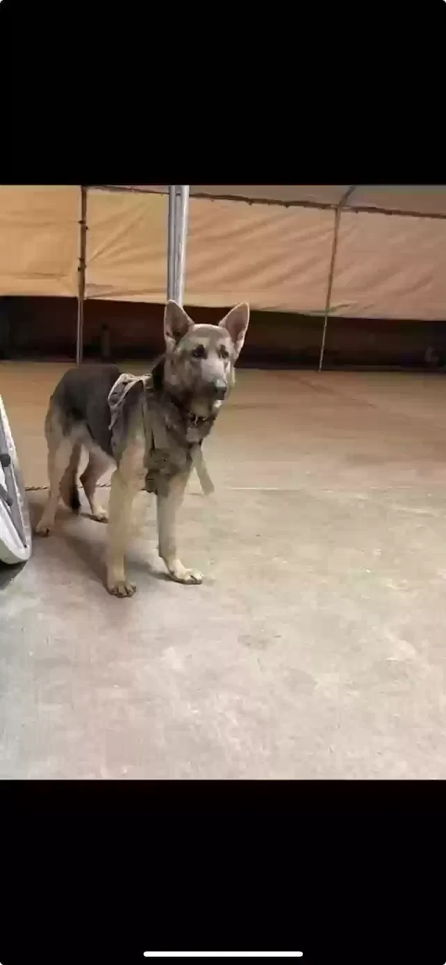 Lost dog in South Gate, CA, 90280