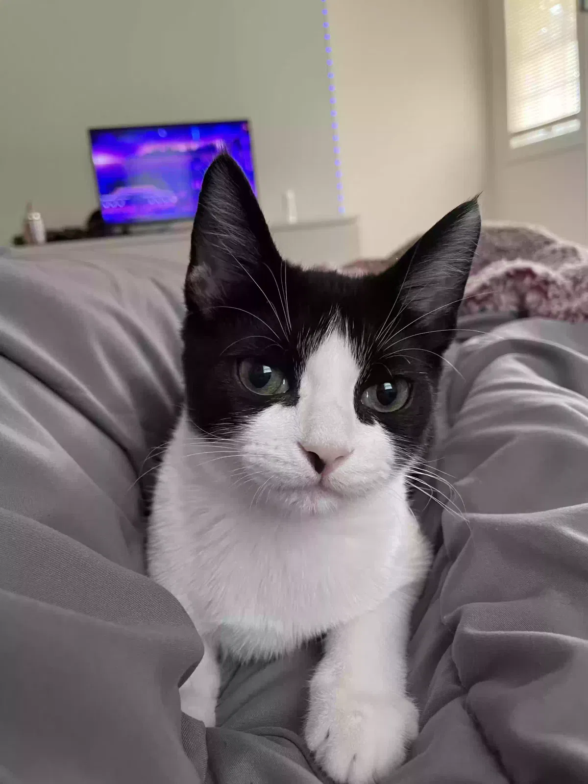 Lost cat in Lafayette, LA, 70503
