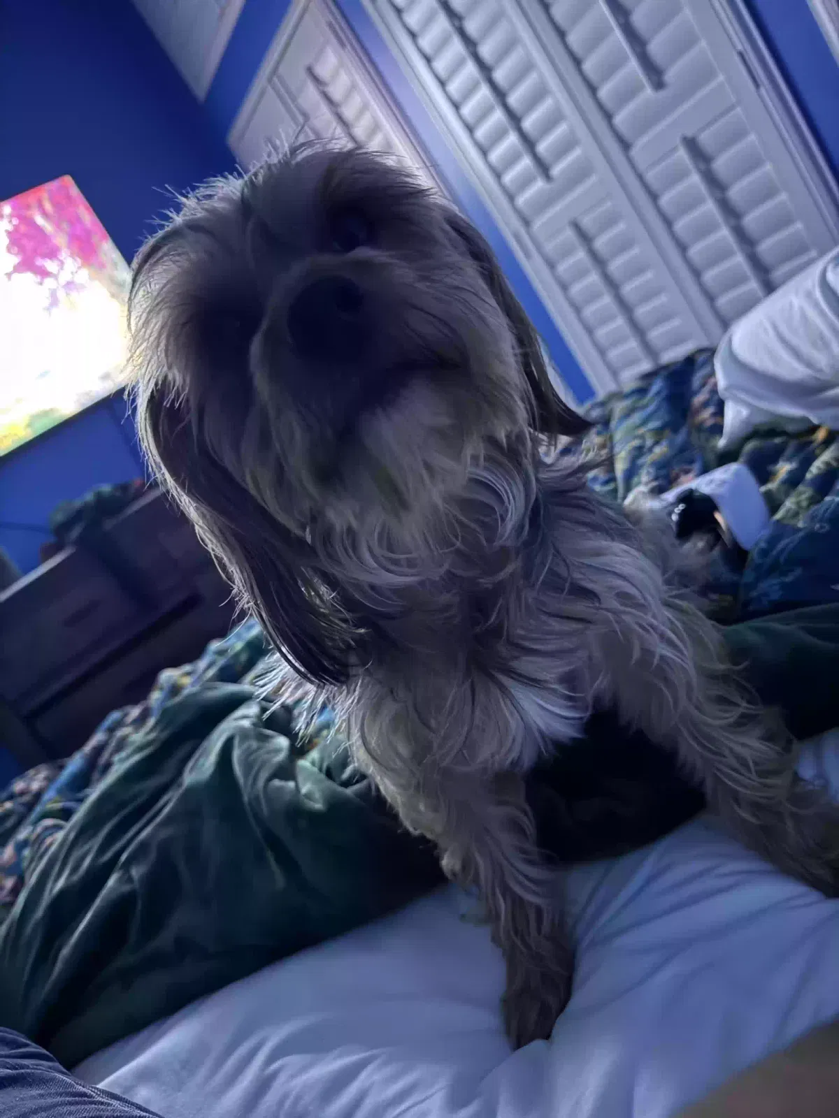 Lost dog in Cantonment, FL, 32533