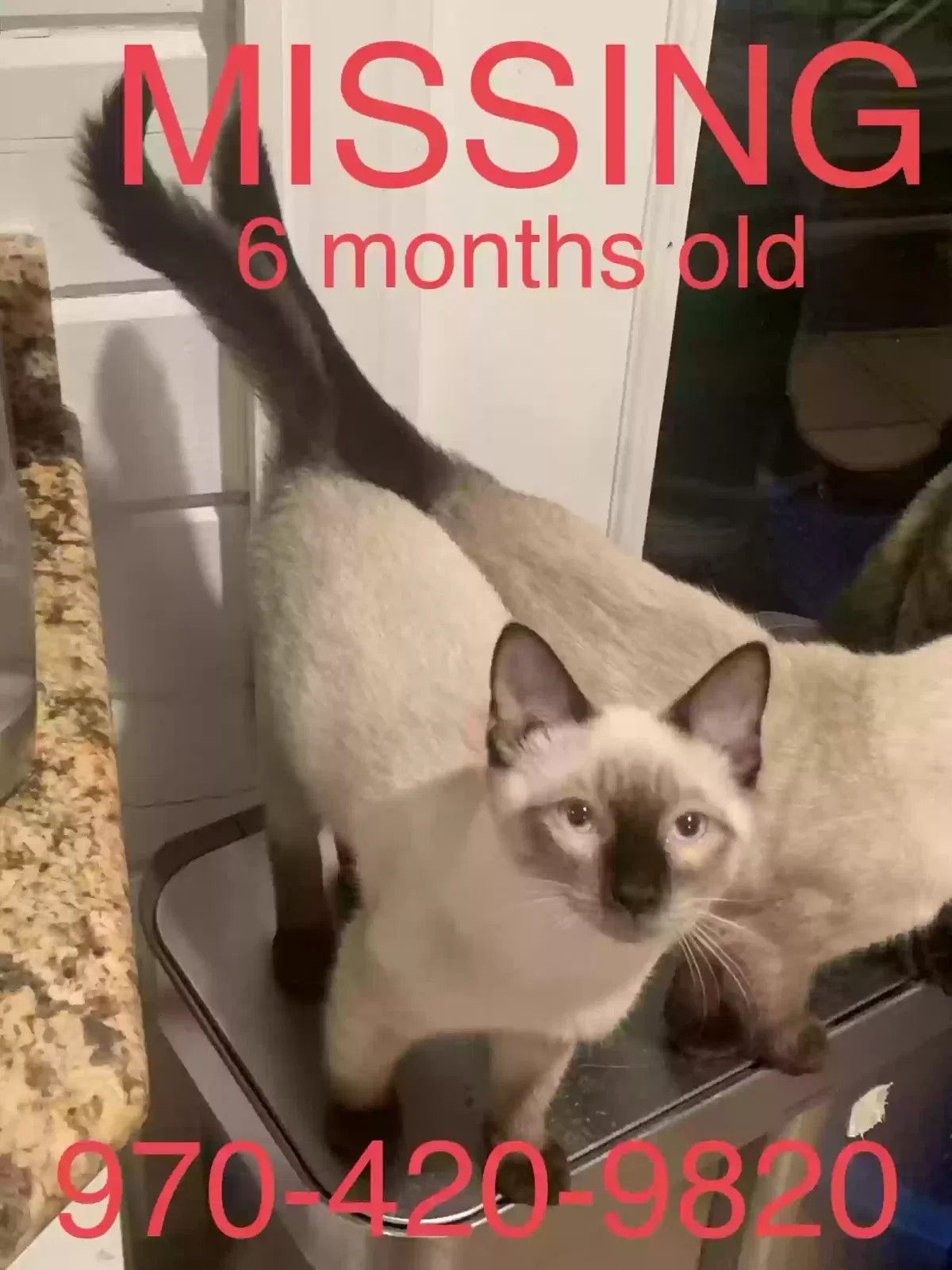 Lost cat in Mount Pleasant, SC, 29464