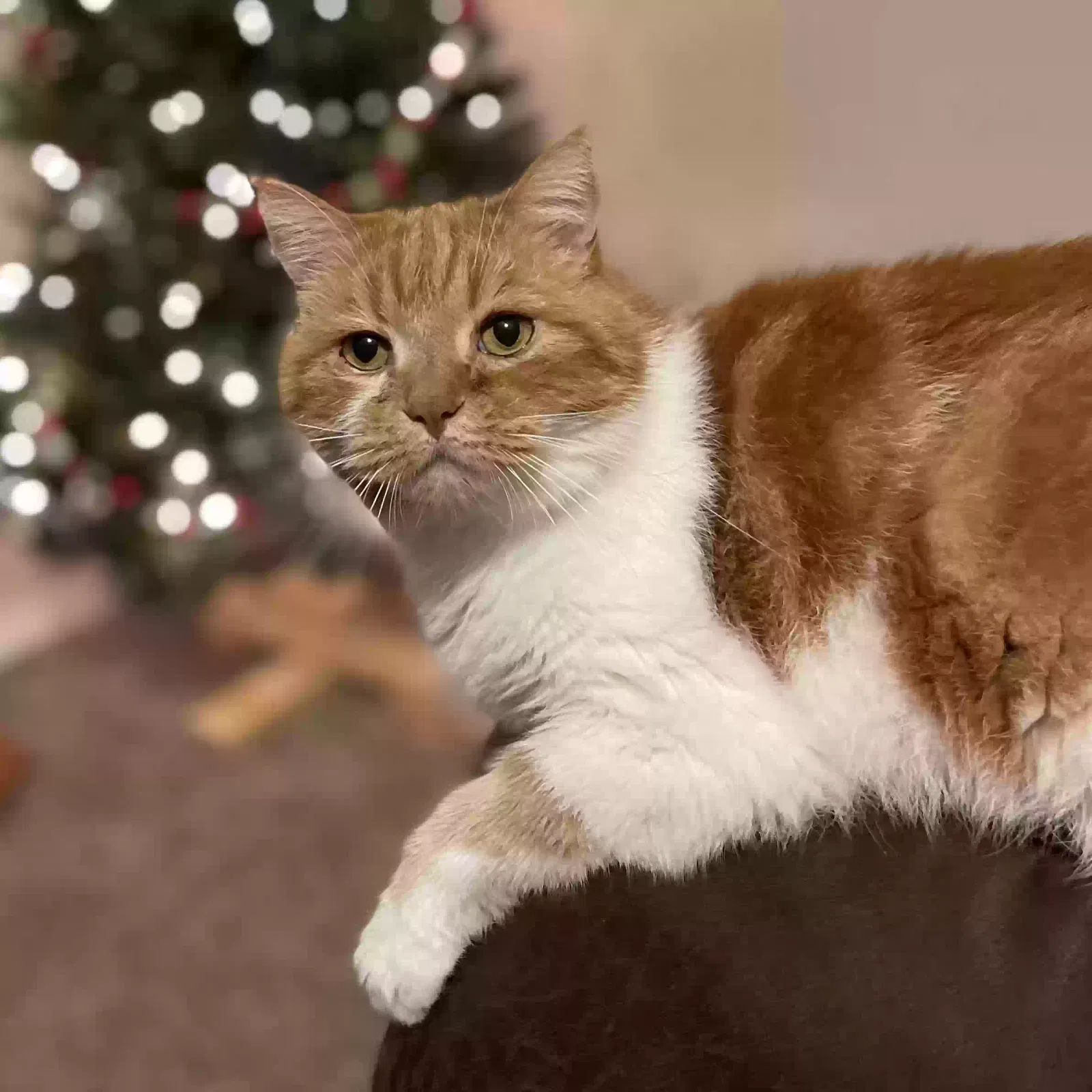 Lost cat in Lakeland, FL, 33810