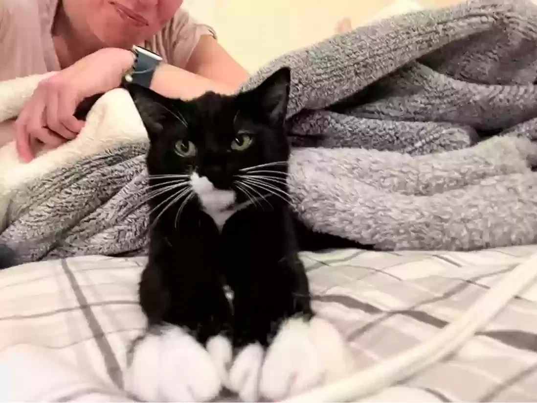 Lost cat in Lenexa, KS, 66215