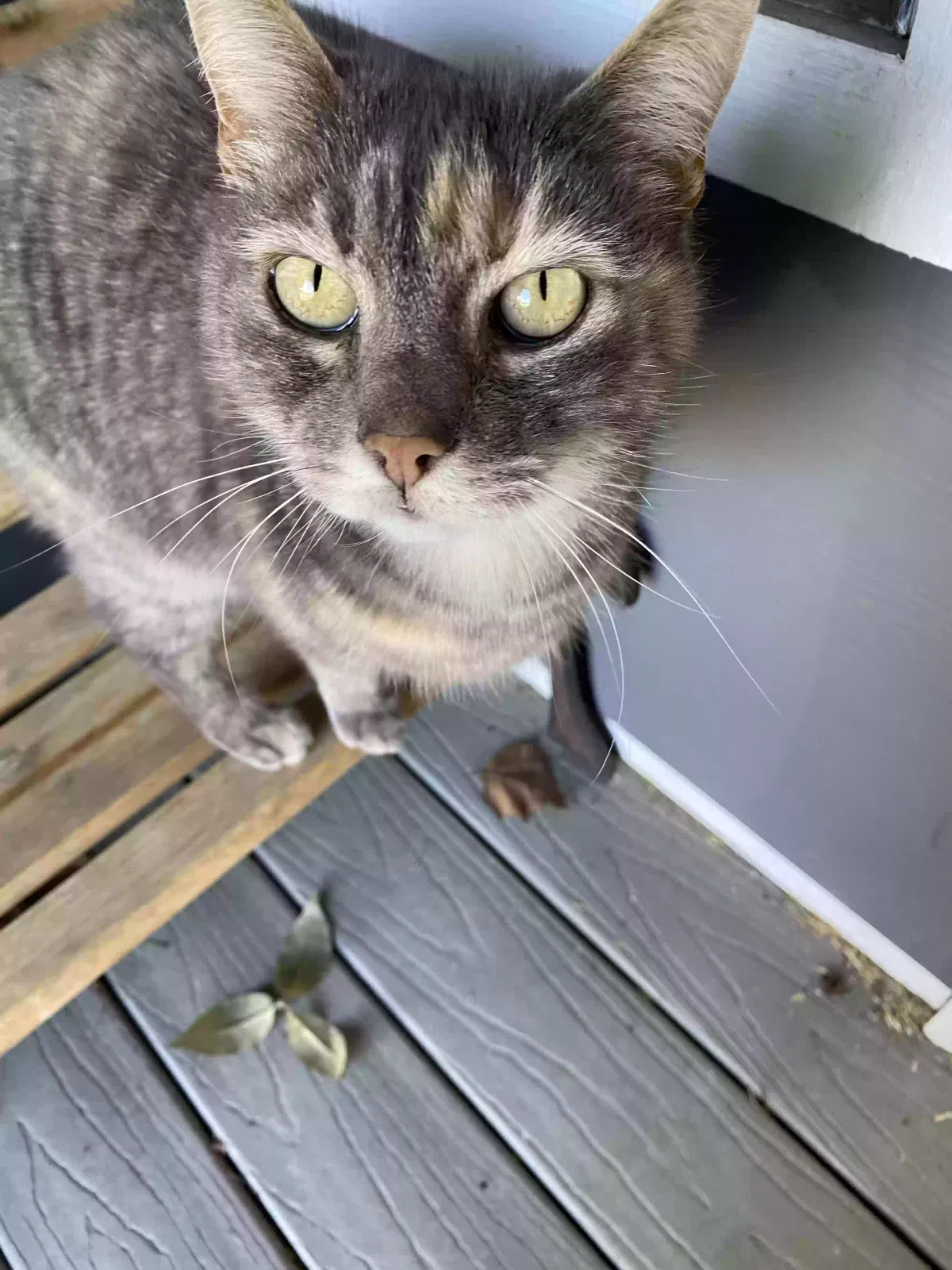 Lost cat in Gresham, OR, 97080