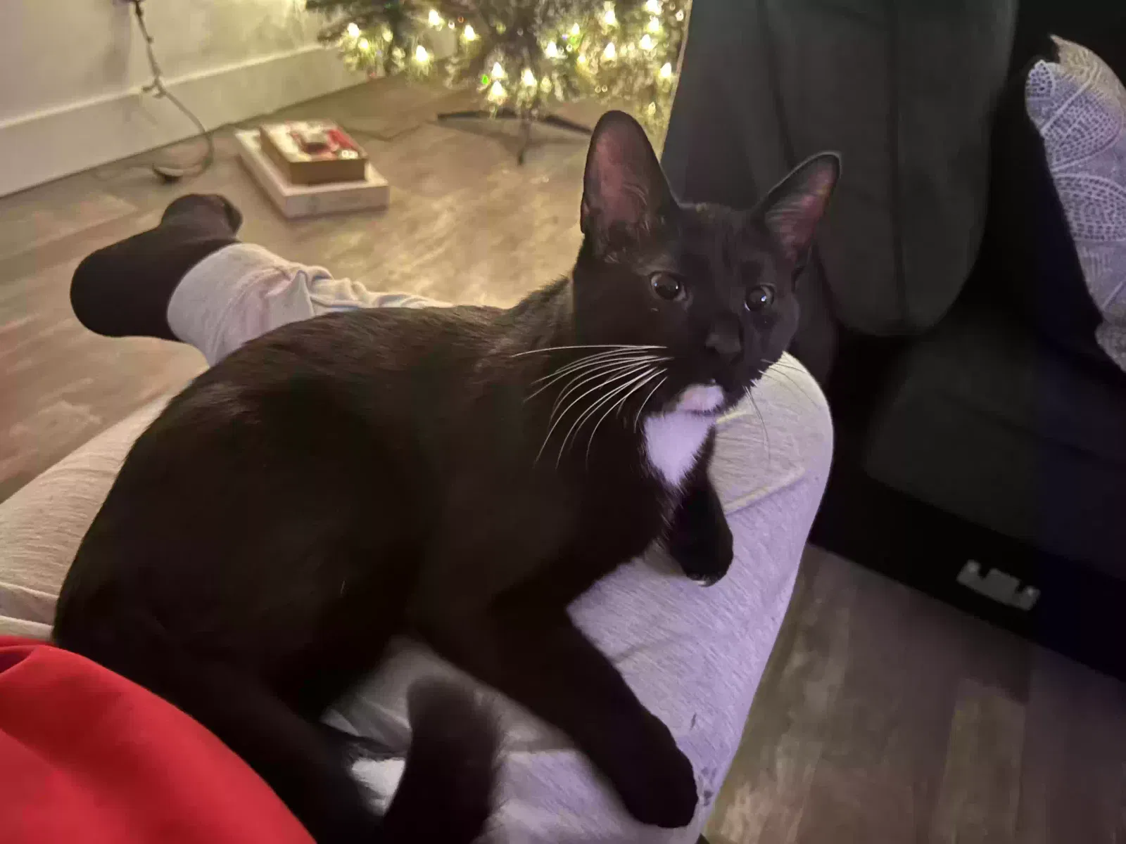 Lost cat in Canton, MI, 48187