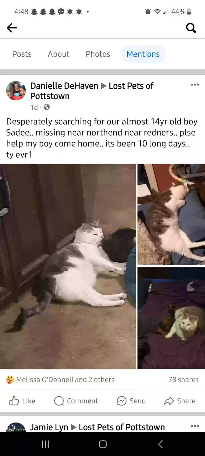 Lost cat in Pottstown, PA, 19464
