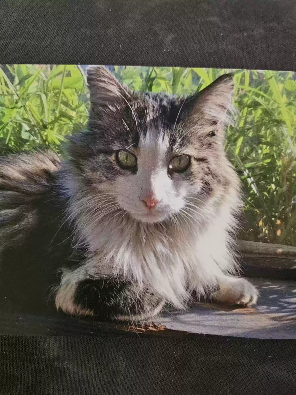 Lost cat in Las Vegas, NV, 89101