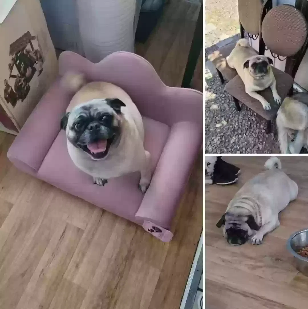 Lost dog in North Las Vegas, NV, 89030