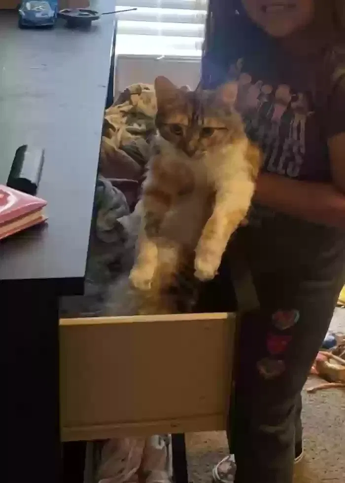 Lost cat in Baytown, TX, 77523