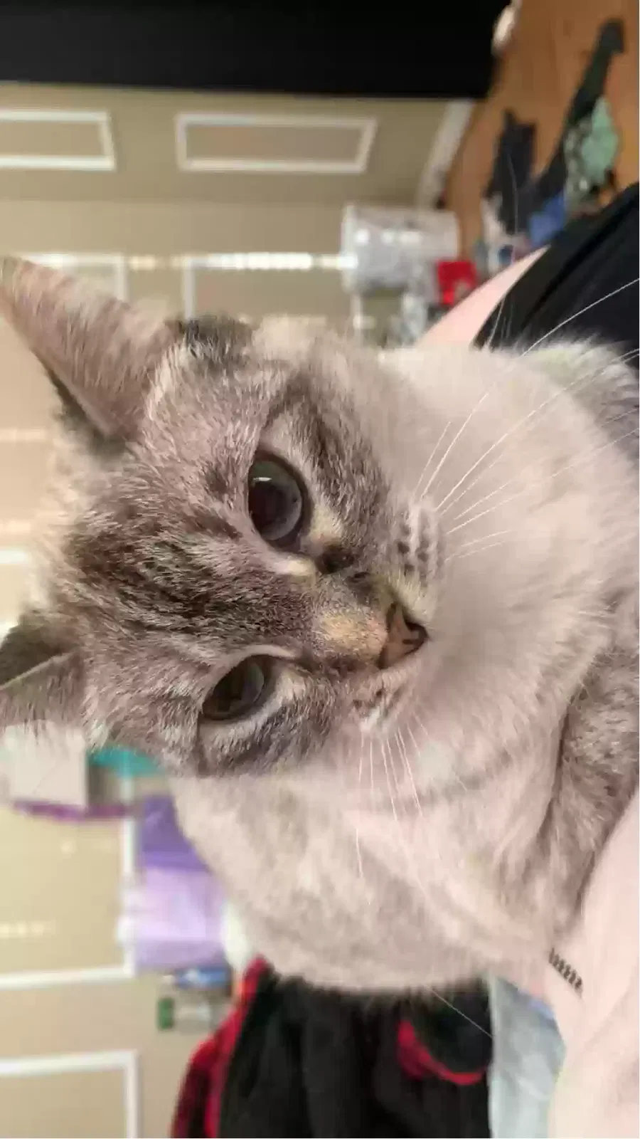 Lost cat in Carrollton, TX, 75010