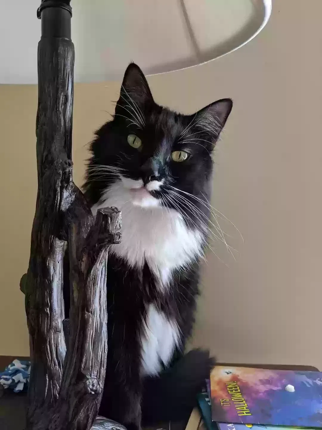 Lost cat in Cave Creek, AZ, 85331