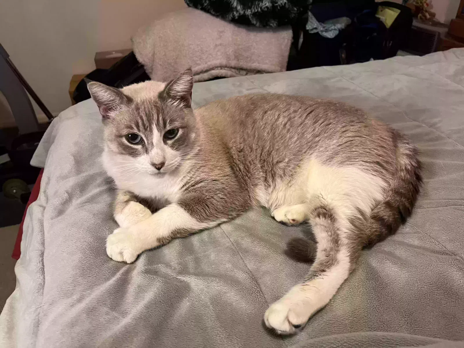 Lost cat in San Antonio, TX, 78249