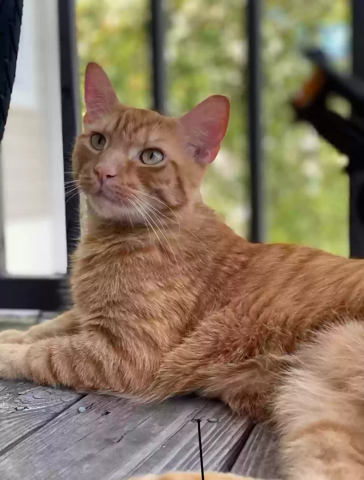 Lost cat in Atlanta, GA, 30324