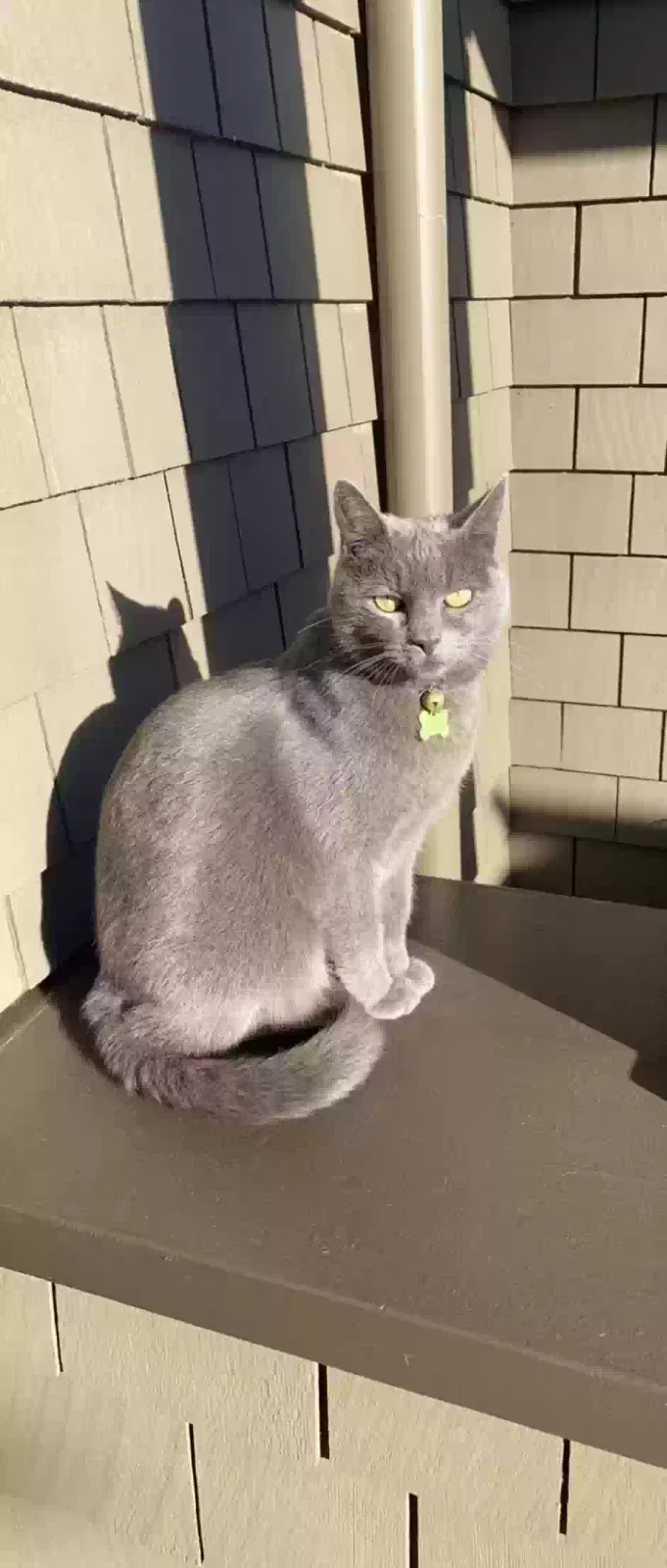 Lost cat in San Mateo, CA, 94402
