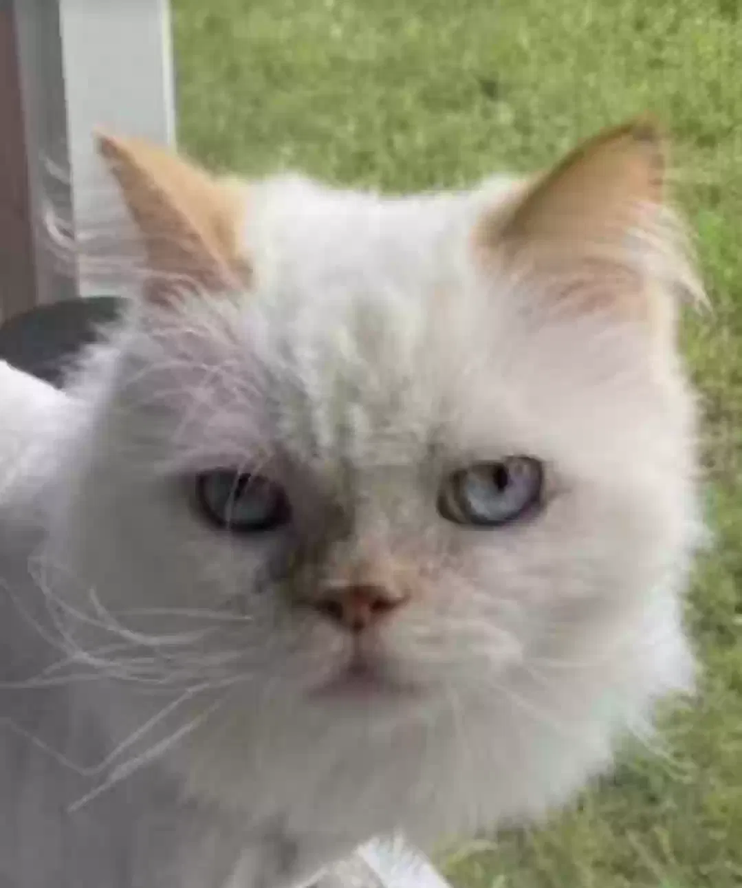 Lost cat in Tampa, FL, 33647