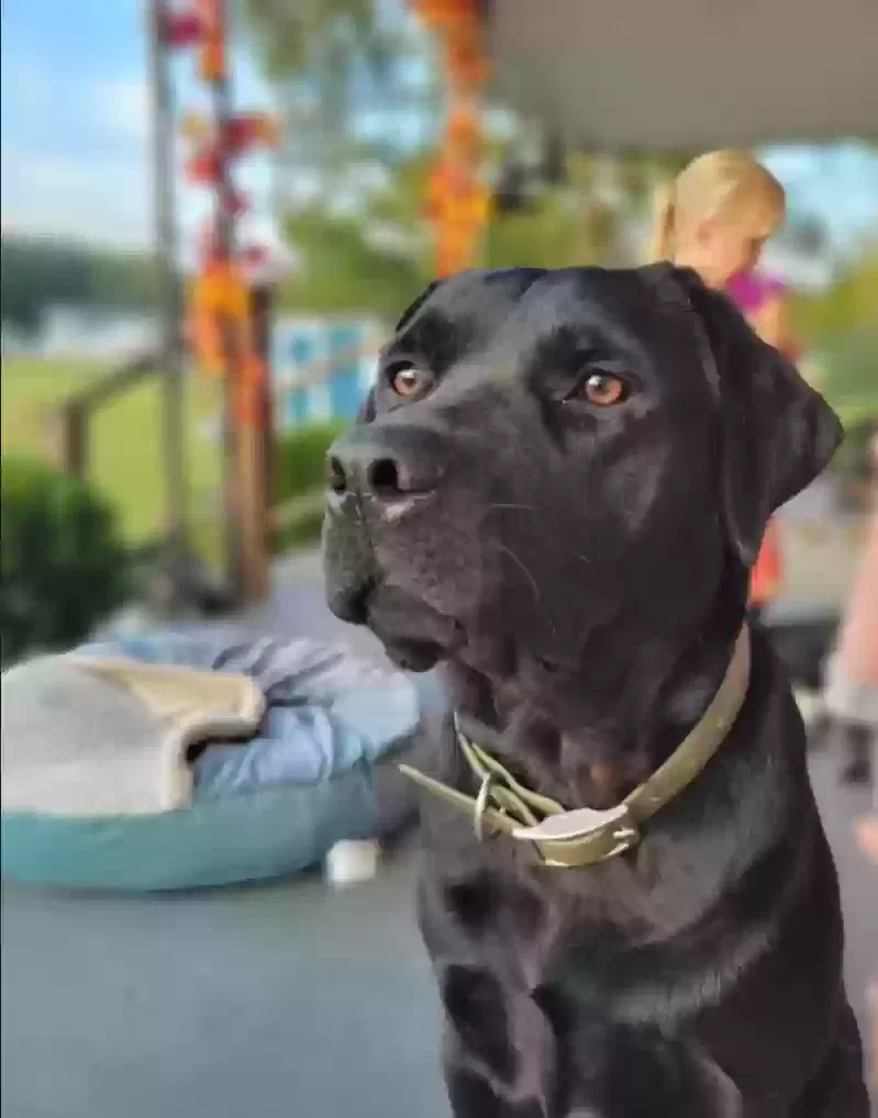 Lost dog in Ridgeway, SC, 29130